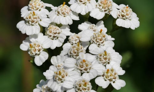 Duizendblad (Achillea millefolium)