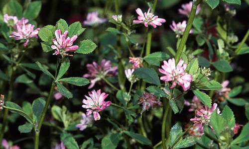 Perzische klaver (Trifolium resupinatum)