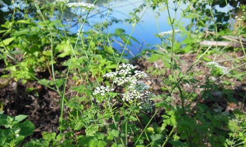 Dolle kervel (Chaerophyllum temulum)