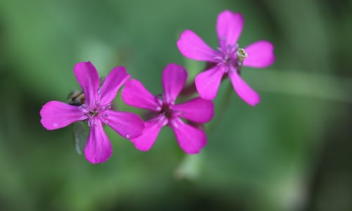 Pekbloem (Silene armeria)