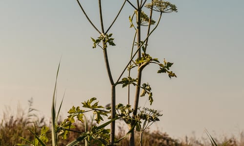 Grote engelwortel (Angelica archangelica)