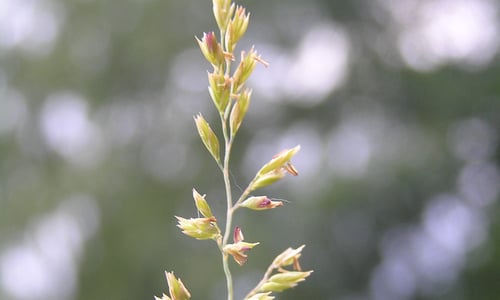Fijn schapengras (Festuca filiformis)