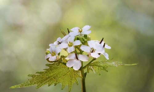 Look-zonder-look (Alliaria petiolata)