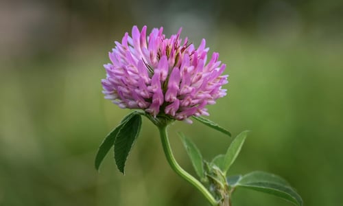 Rode klaver BIO (Trifolium pratense)