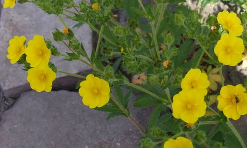 Rechte ganzerik (Potentilla recta)