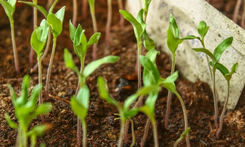 Zaden.eco is nu biologisch gecertificeerd