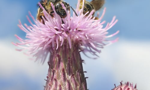 Akkerdistel (Cirsium arvense)