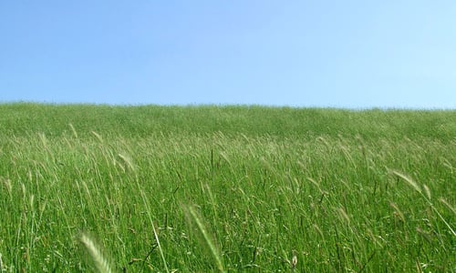 Veldgerst (Hordeum secalinum)