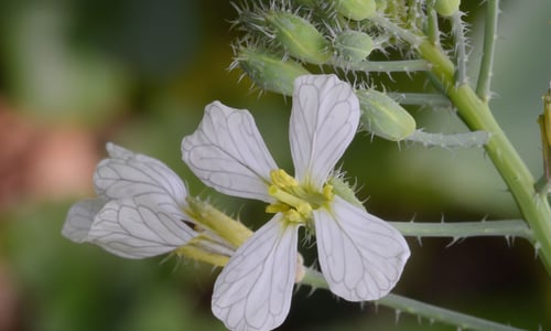 Bladrammenas (Raphanus sativus ssp. oleiferus)