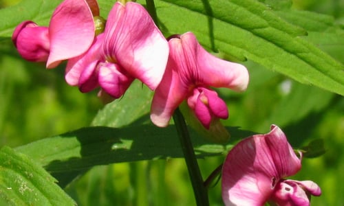 Aardaker (Lathyrus tuberosus)