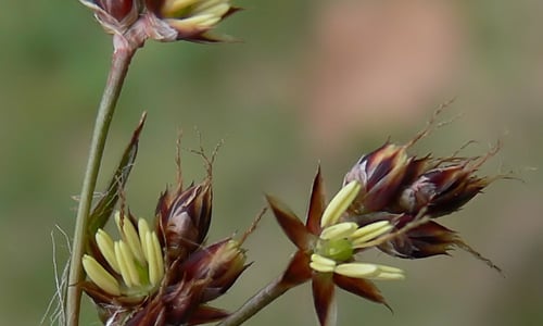Gewone veldbies (Luzula campestris)