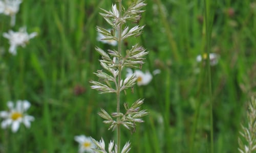 Breed fakkelgras (Koeleria pyramidata)