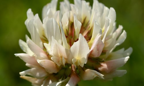 Witte klaver (Trifolium repens)