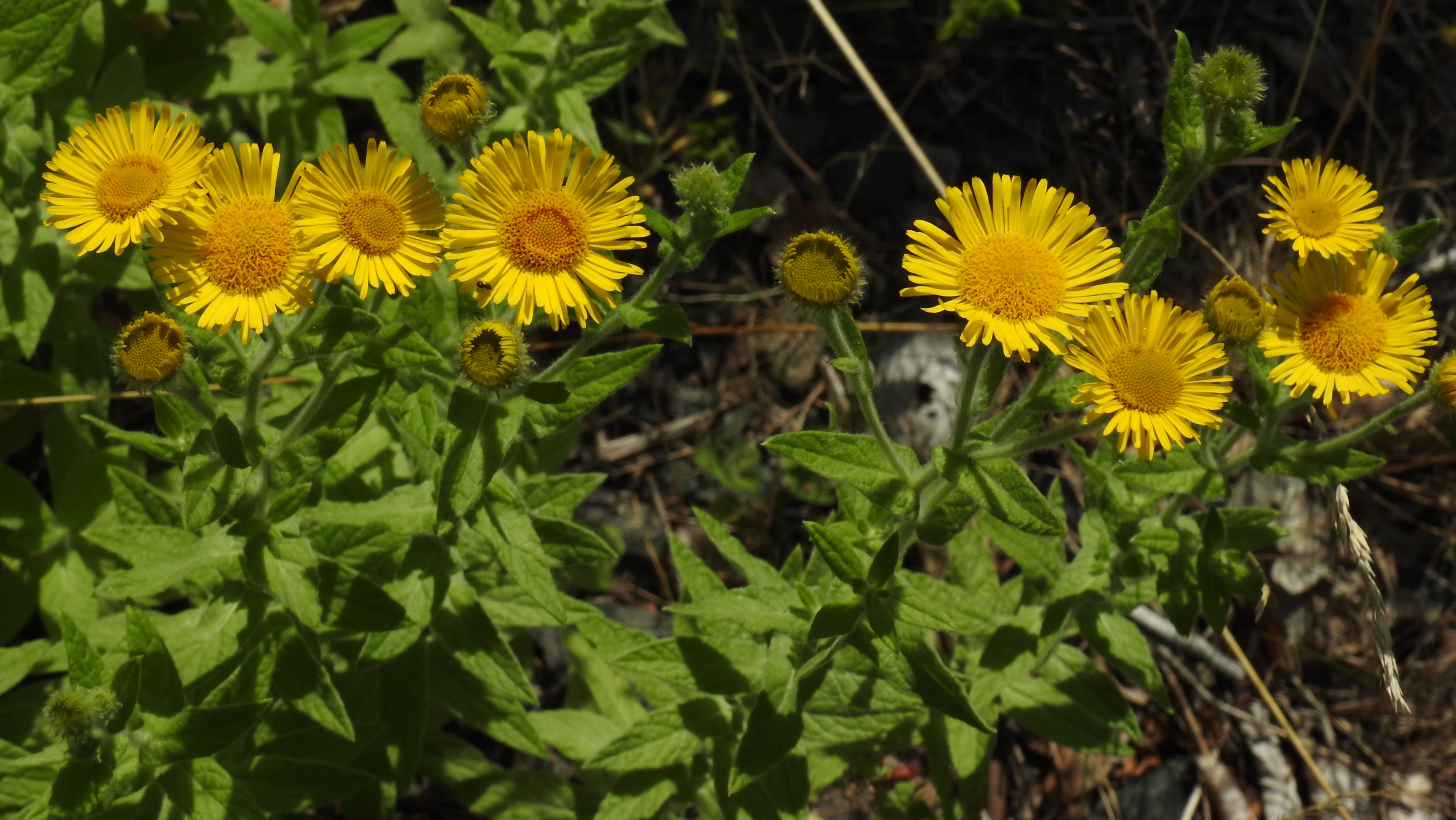 Heelblaadjes (Pulicaria dysenterica)