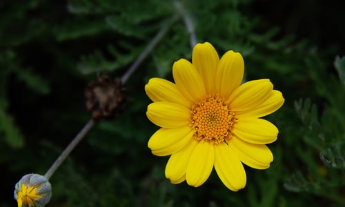 Gele kamille (Anthemis tinctoria)