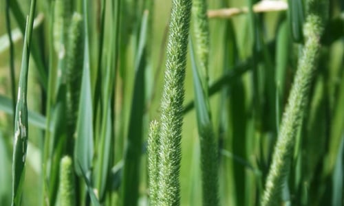 Gewoon timoteegras (Phleum pratense)