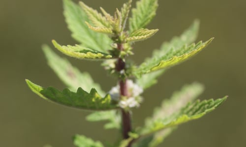 Wolfspoot (Lycopus europaeus)