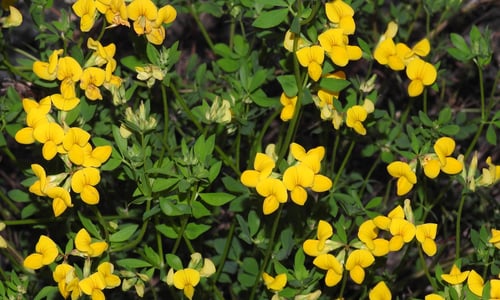 Gewone rolklaver (Lotus corniculatus var. corniculatus)