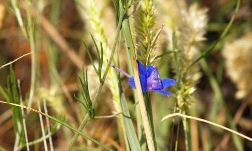Wilde ridderspoor (Consolida regalis)