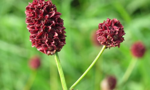 Grote pimpernel (Sanguisorba officinalis)