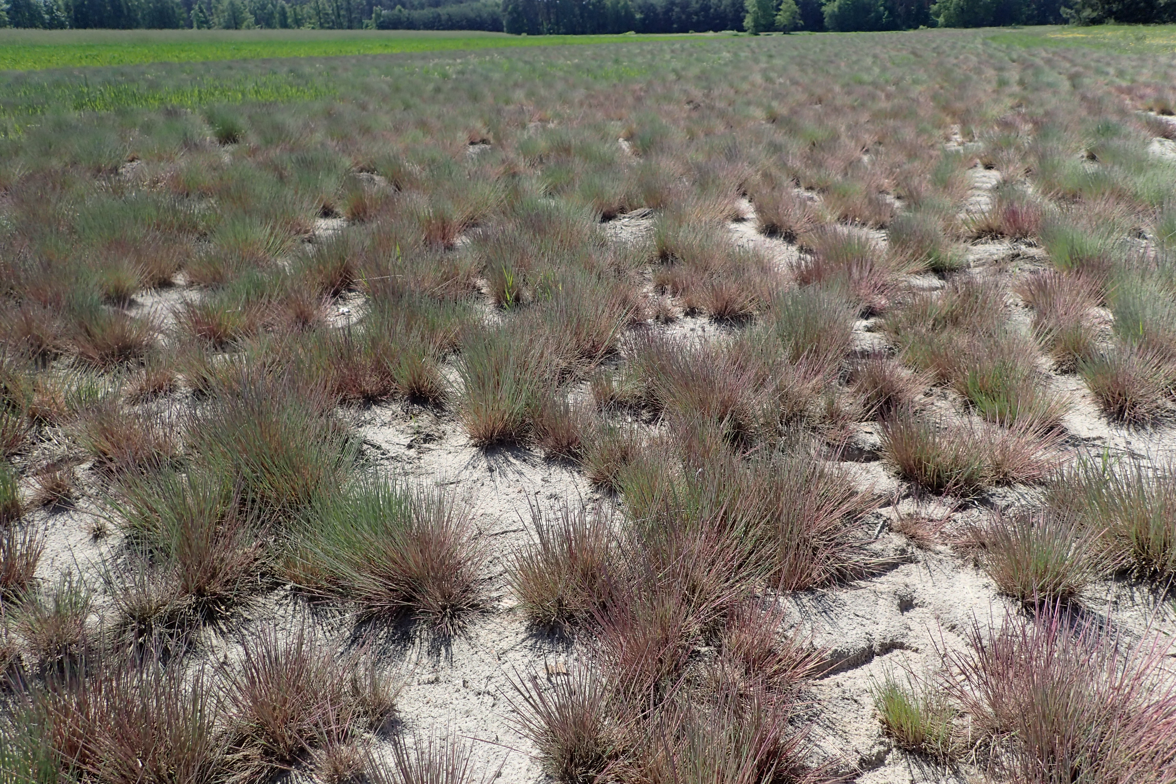 Buntgras (Corynephorus canescens)