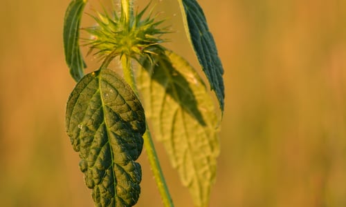 Gewone hennepnetel (Galeopsis tetrahit)