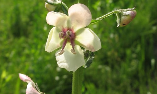 Mottenkruid (Verbascum blattaria)