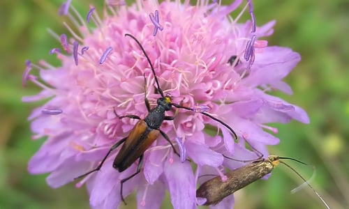 Beemdkroon (Knautia arvensis)