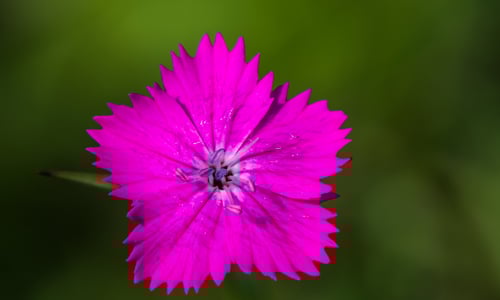 Kartuizer anjer (Dianthus carthusianorum)