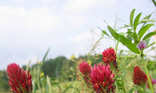 Incarnaatsklaver (Trifolium incarnatum)