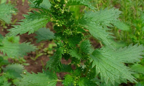 Kleine brandnetel (Urtica urens)