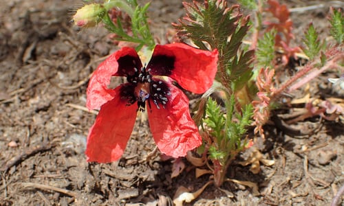 Ruige klaproos (Papaver argemone)