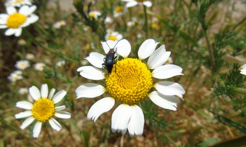 Valse kamille (Anthemis arvensis)