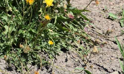 Ruige leeuwentand (Leontodon hispidus)