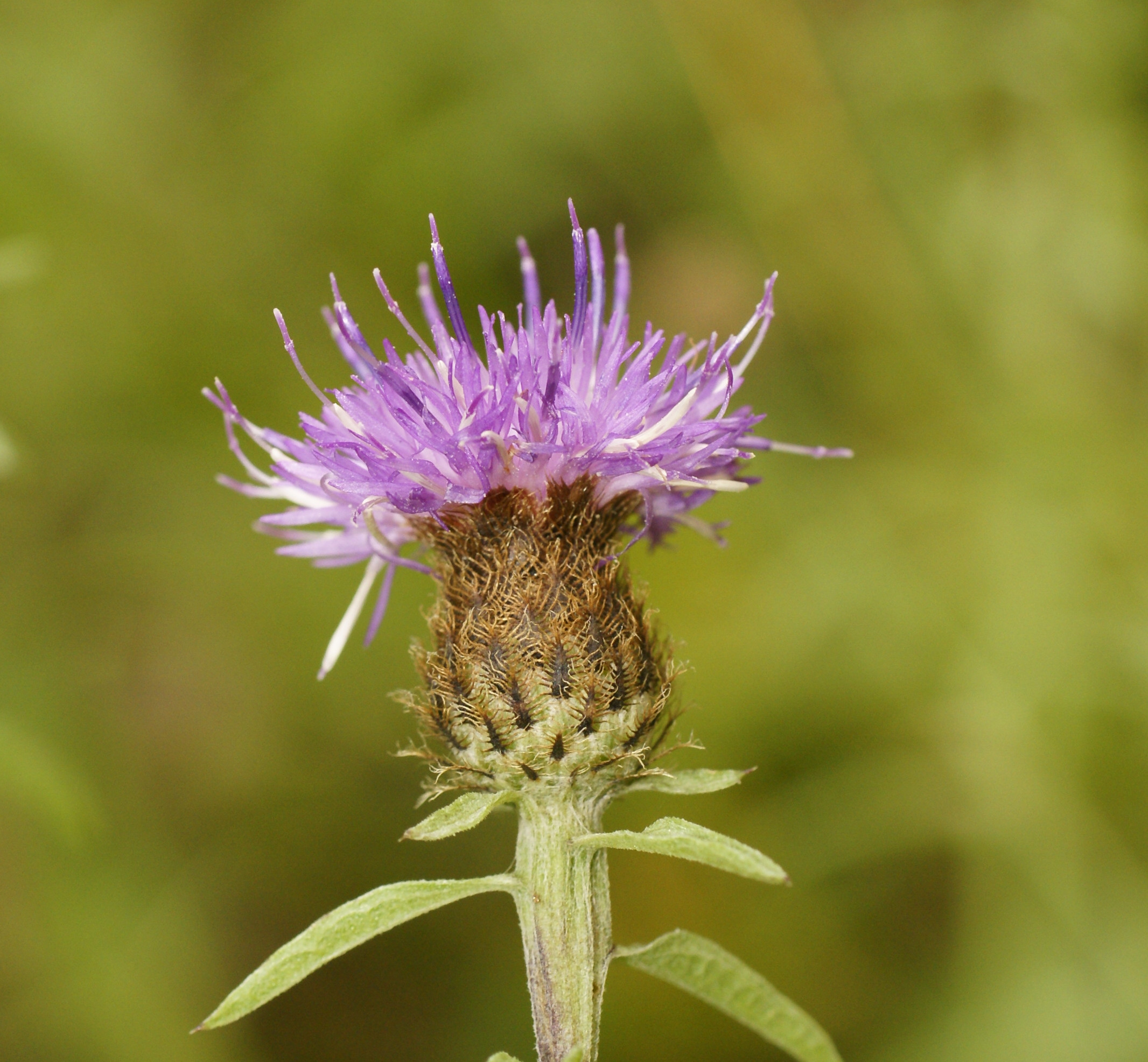 Zwart knoopkruid (Centaurea nigra)