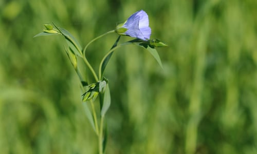 Vlas (Linum usitatissimum)