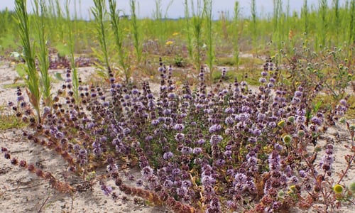 Polei (Mentha pulegium)