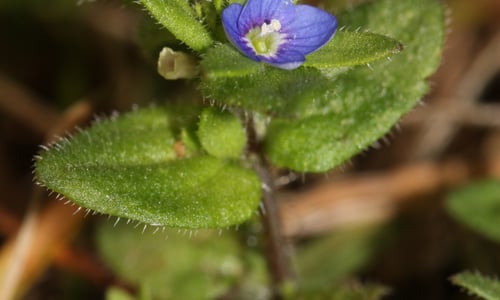 Veldereprijs (Veronica arvensis)