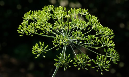 Dille (Anethum graveolens)