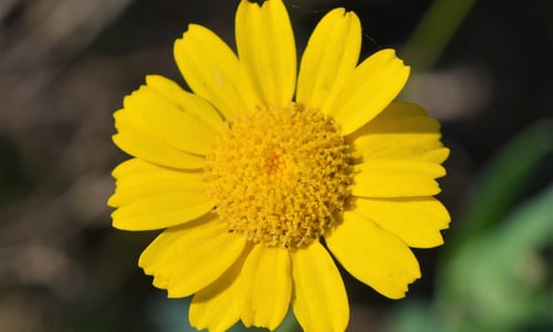 Gele ganzenbloem (Glebionis segetum)