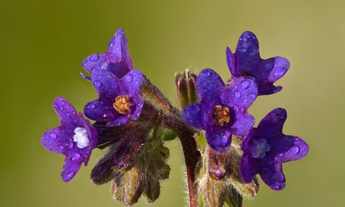 Gewone ossentong (Anchusa officinalis)