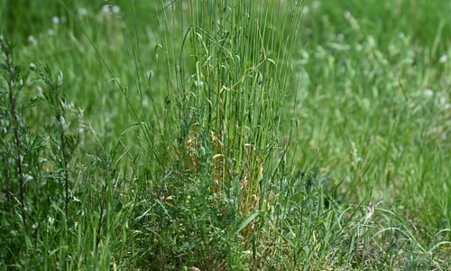 Glanshaver (Arrhenatherum elatius)