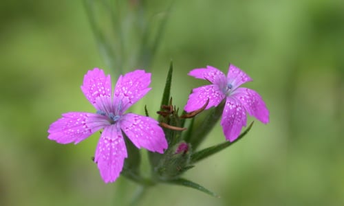 Ruige anjer BIO (Dianthus armeria)