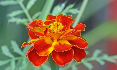 Afrikaantje (Tagetes patula)