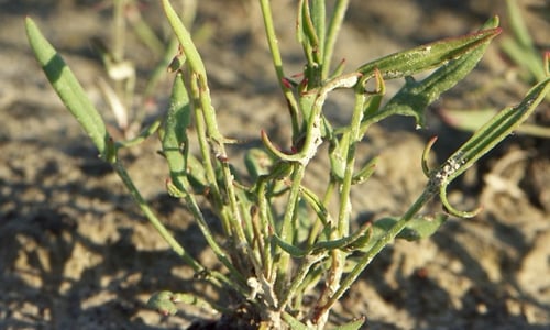 Schapenzuring (Rumex acetosella)