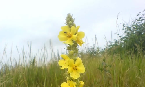 Stalkaars (Verbascum densiflorum)
