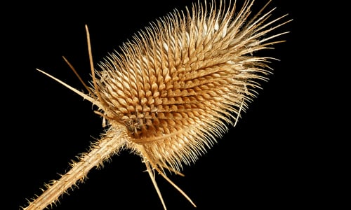 Slipbladige kaardenbol (Dipsacus laciniatus)