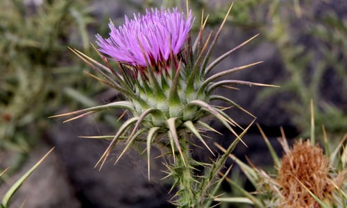 Knikkende distel (Carduus nutans)