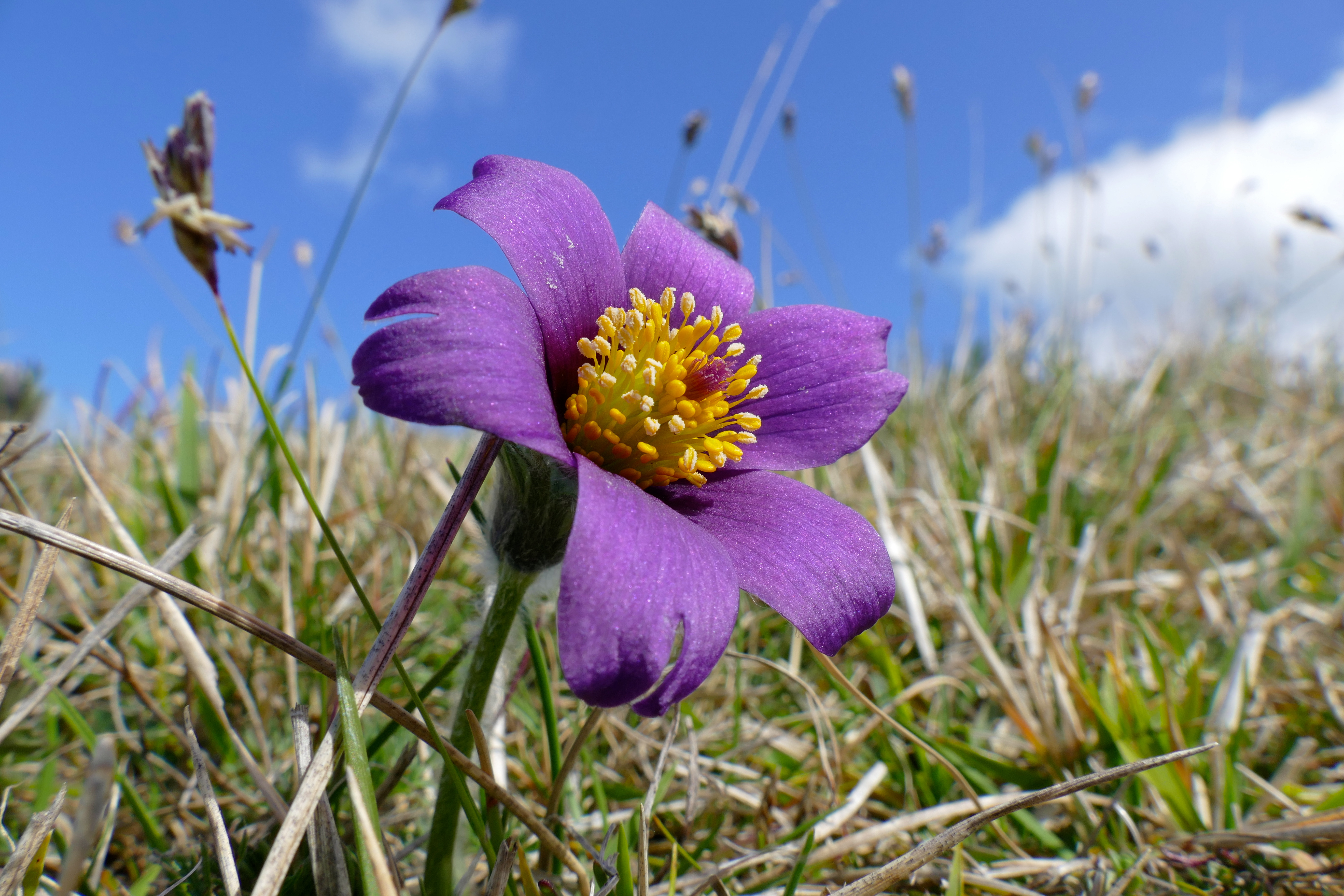 Wildemanskruid (Pulsatilla vulgaris)