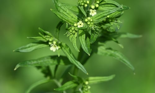 Glad parelzaad (Lithospermum officinale)
